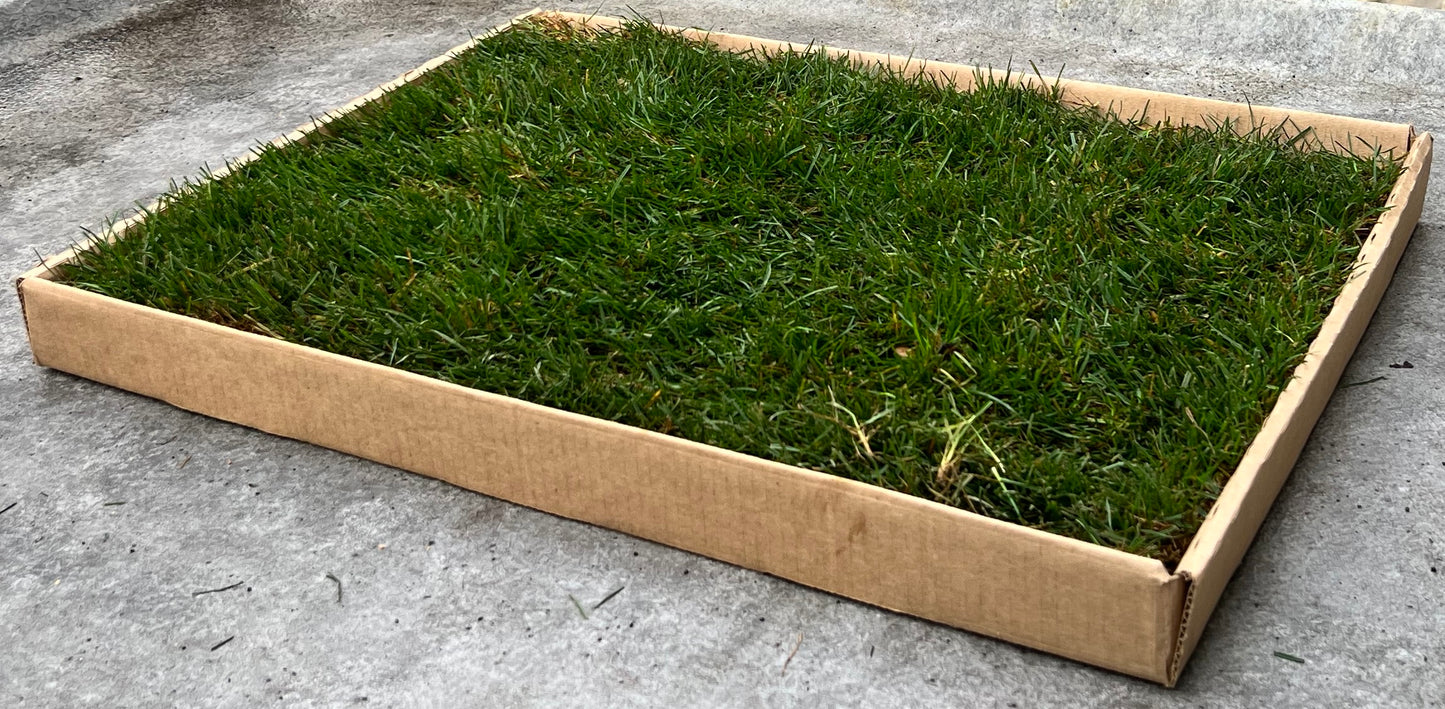 Real Grass Patch for Dogs