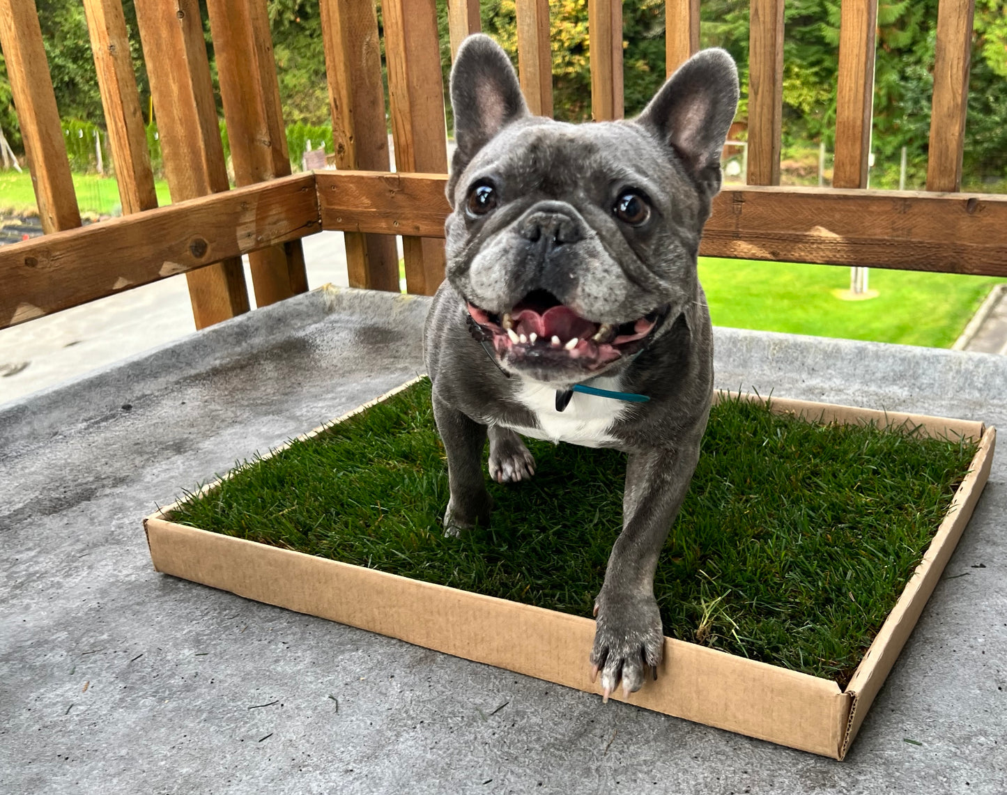 Real Grass Patch for Dogs