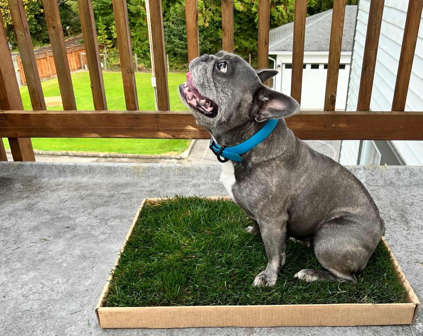 Real Grass Patch for Dogs