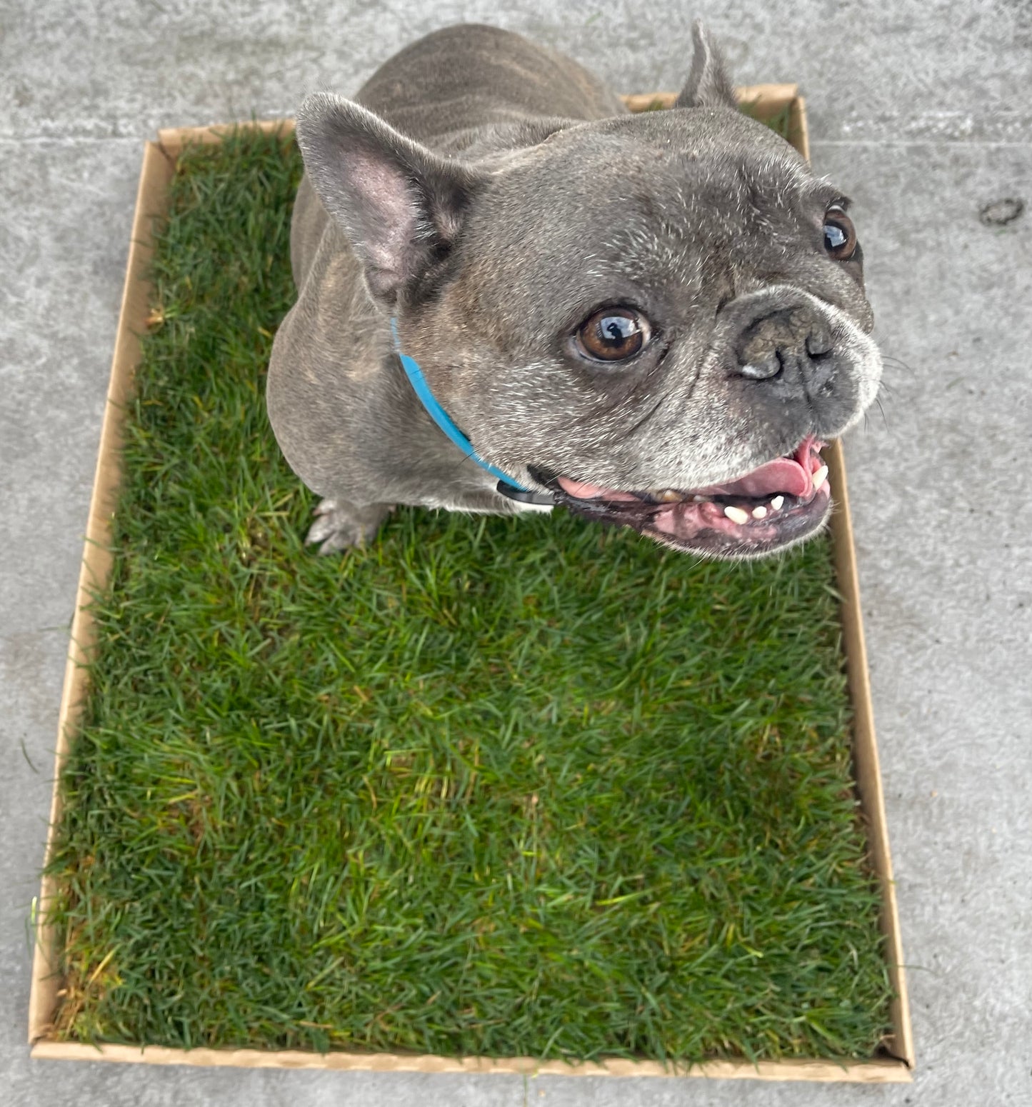 Real Grass Patch for Dogs